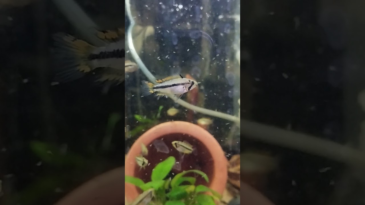 Apistogramma cacatuoides vs oczlik.