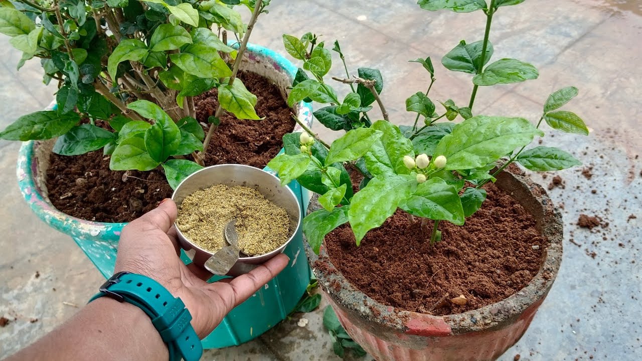 How to grow Jasmine tips and caring మల్లెలు ఎక్కువ ఎక్కువగా వెంటనే పూయాలంటే ఈ విధంగా చేయండి
