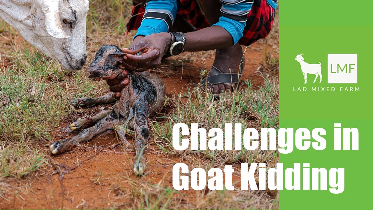 Challenges During the Goat Kidding Season