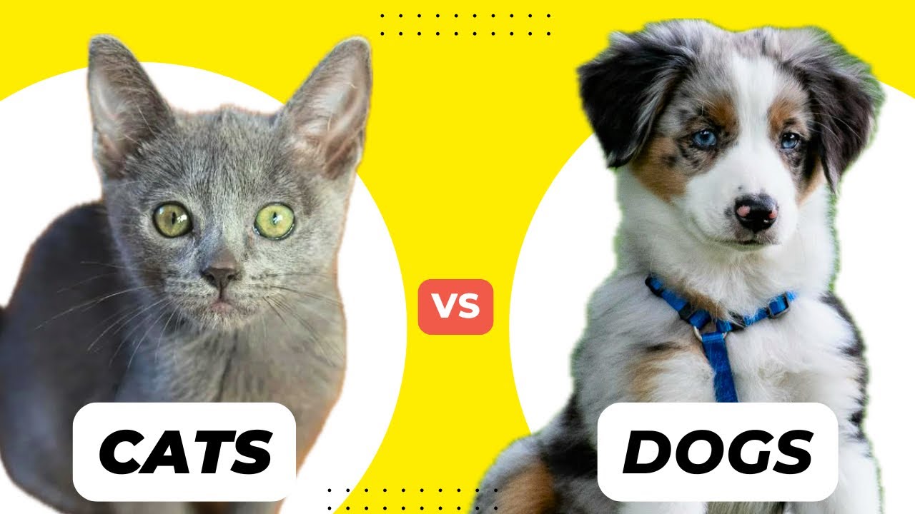 Cats vs Dogs