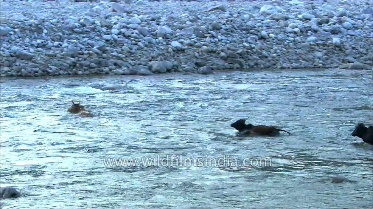 Cows can swim: Survival Struggles - River crossing by cattle