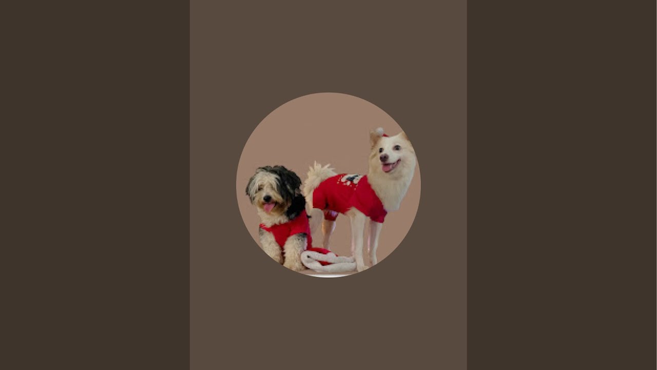 The Happiest Dog Walk You’ll See Today 🥰