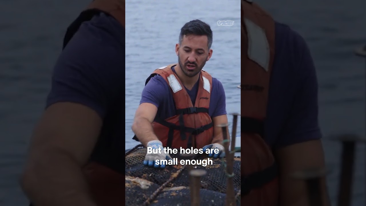 Harvesting and shucking oysters with Hog Island Oyster Co.