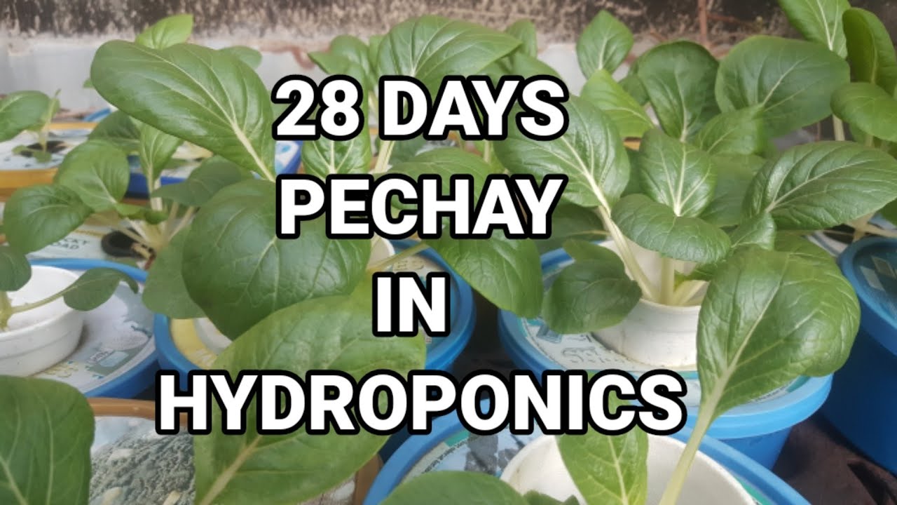 Pechay in Hydroponics | Harvest After 28 Days | lualhati mapilot