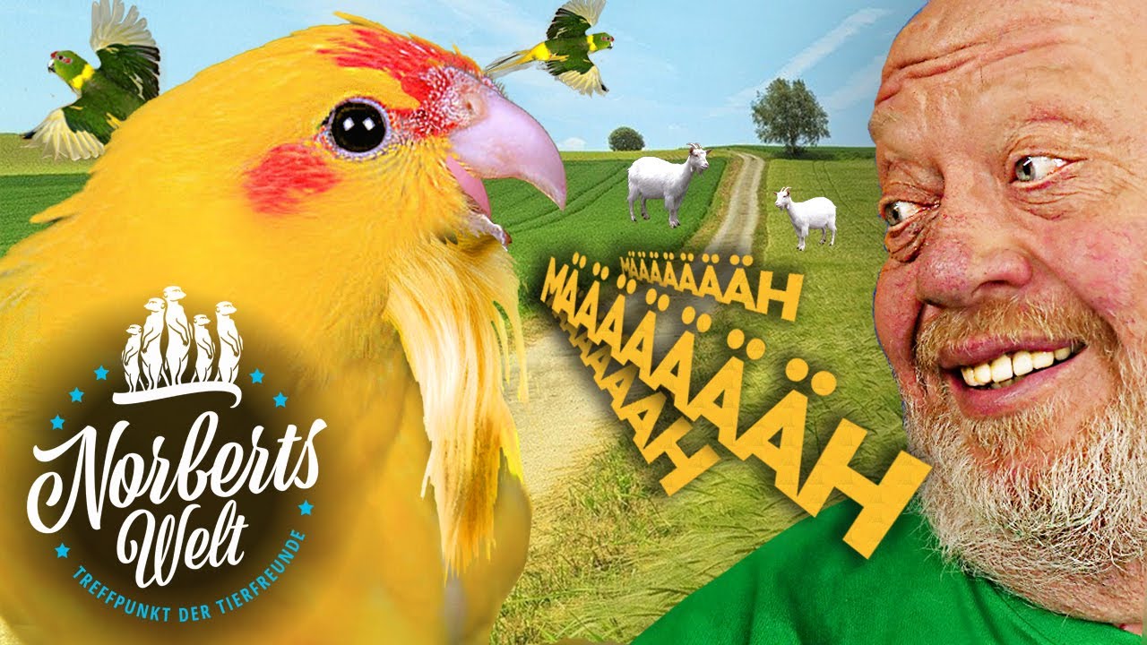 Das LUSTIGSTE Ziegenvideo! 😂  