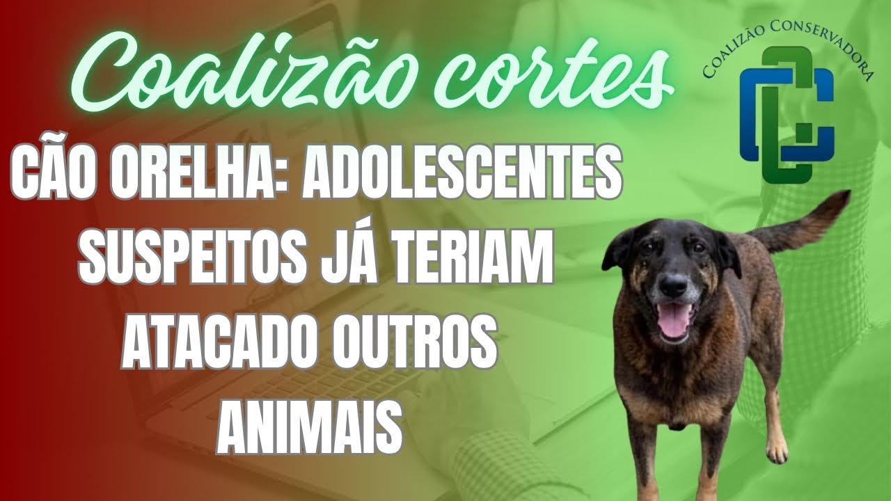 Cão Orelha: adolescentes suspeitos já teriam atacado outros animais 