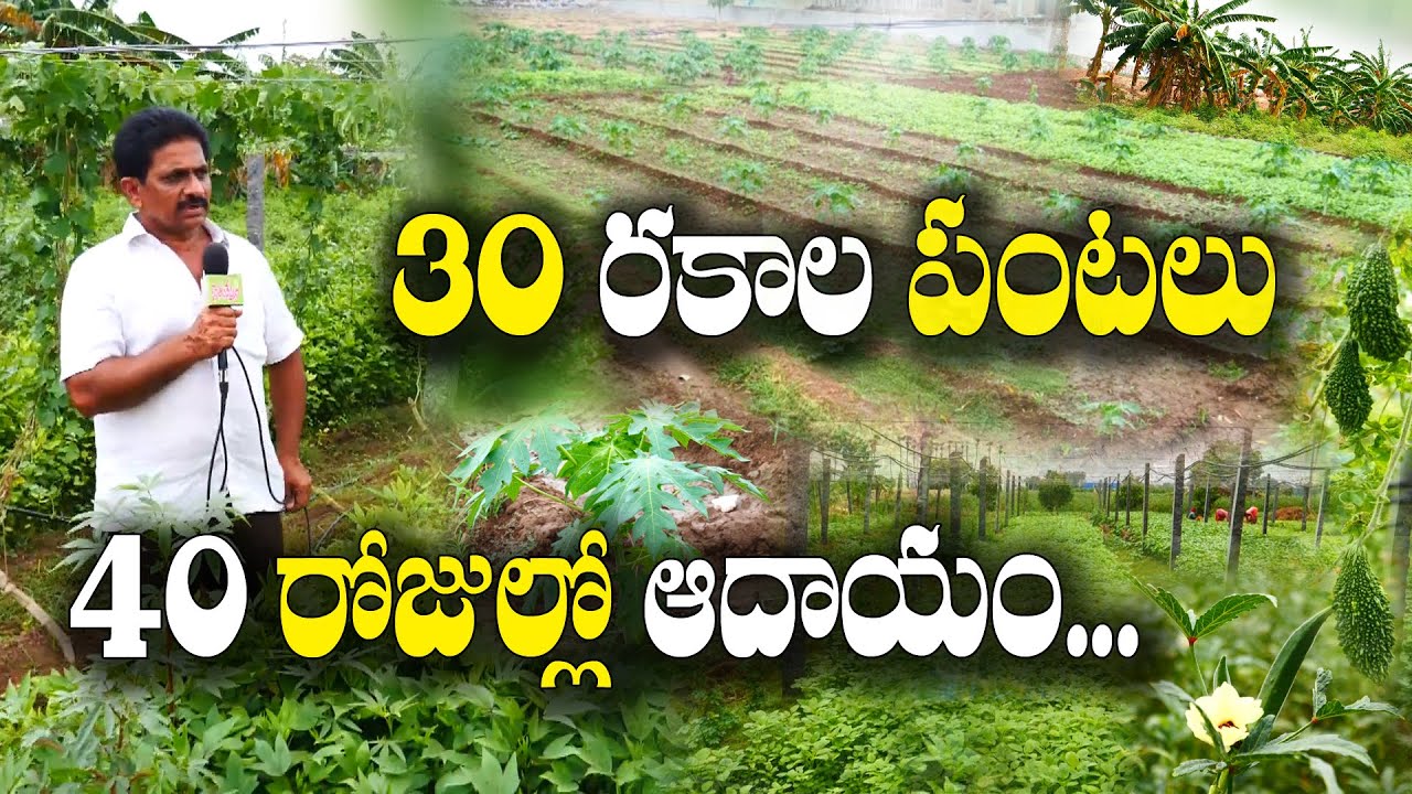 10 రకాల కూరగాయలు - 10 రకాల ఆకుకూరలు - 10 రకాల పండ్లు | Multicrops Farming | Sambi Reddy