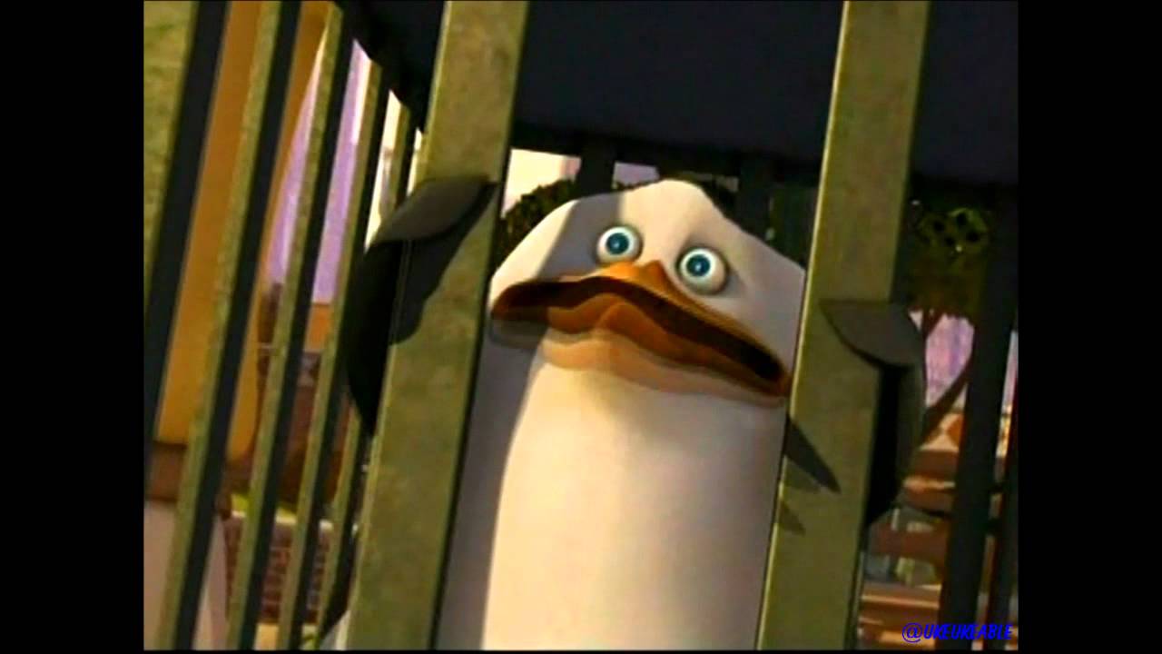 (HQ) Penguins - 