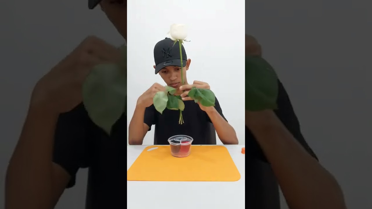 Rosa vs Corante