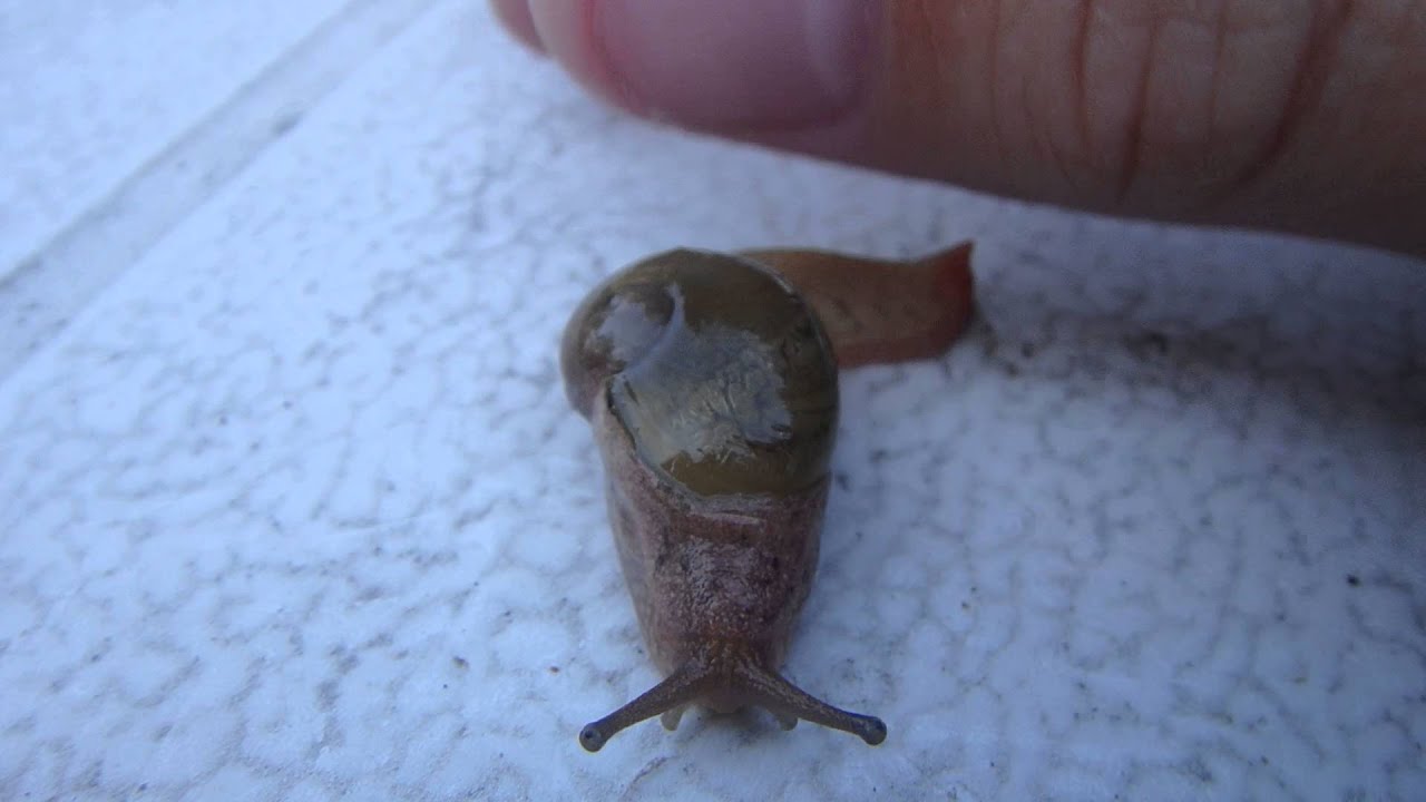 Semi Slug