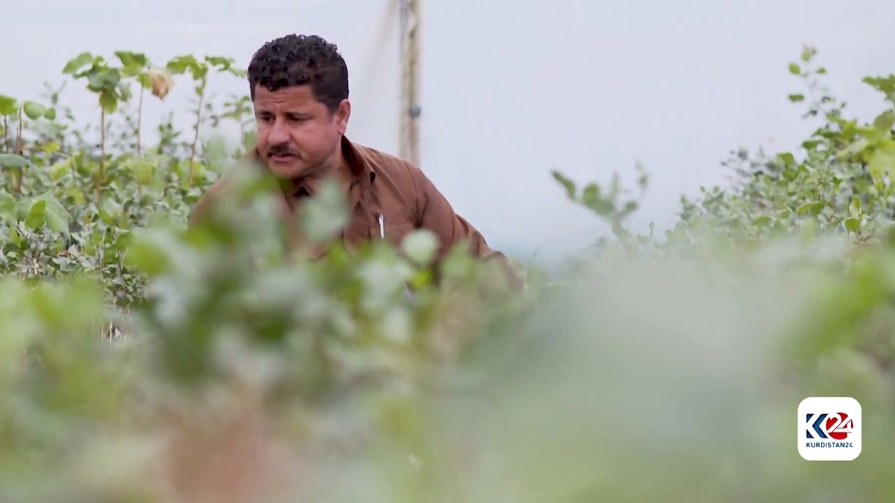 جووتیارێکی نموونەیی لە رواندز گرنگی بە چاندن و بەرهەمهێنانی فستەق دەدات
