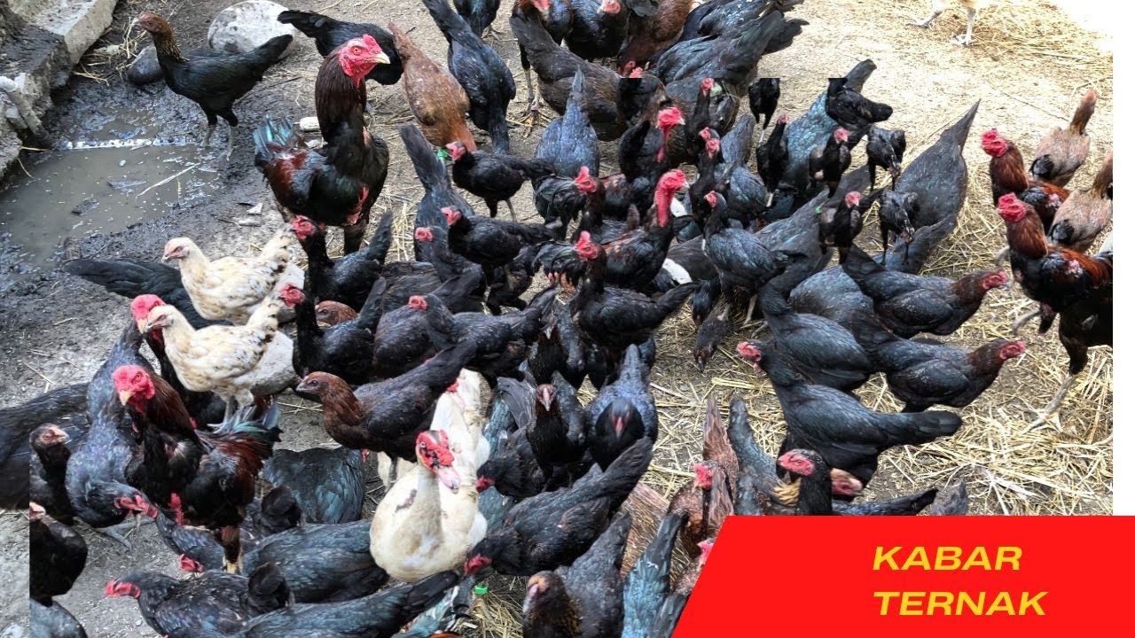 Gak Perlu Kerja ke Kota, Ternak Ayam Kampung Bikin Kaya