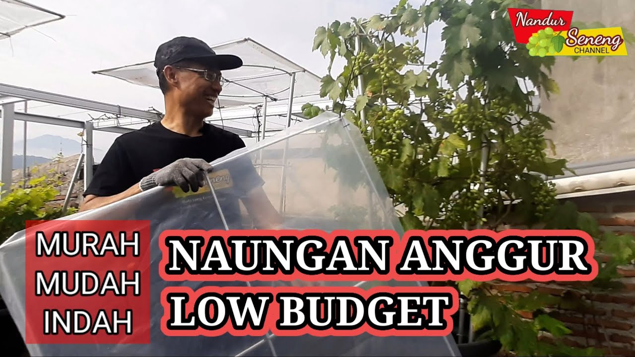CARA TANAM ANGGUR DALAM POT Part #5 Cara Membuat Naungan Anggur