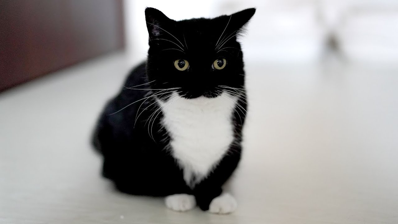 風呂入ってる場合じゃねぇ！催促する声がかわいすぎるうに The meow that Uni calls is too cute for me to take a long bath!
