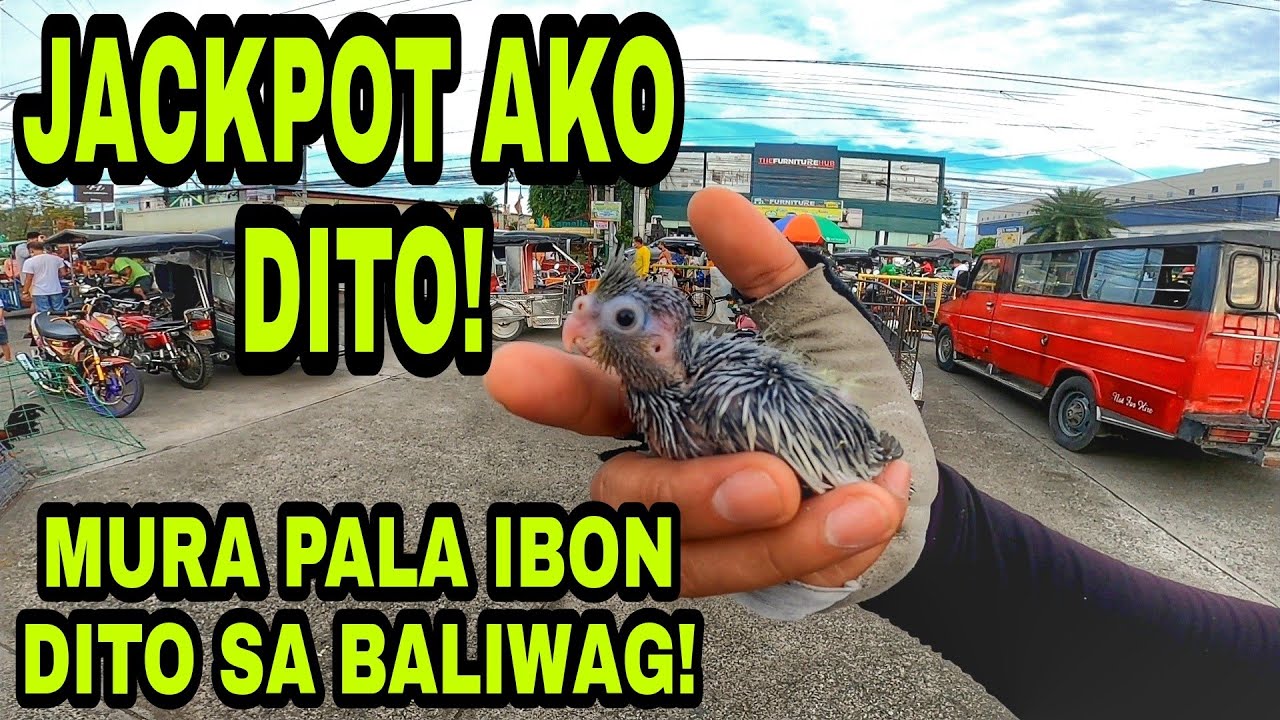 NAKABILI AKO NG IBON SA BALIWAG!
