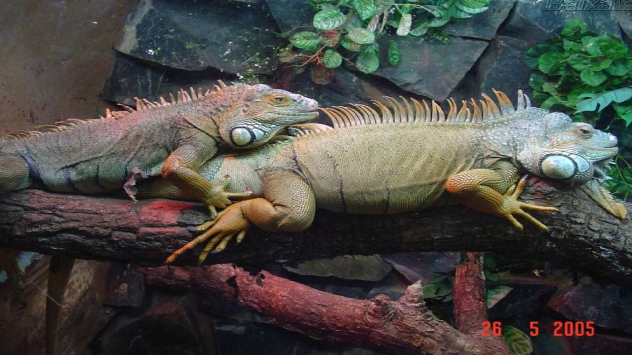 Marimba Chapinlandia   Luna de Xelajú