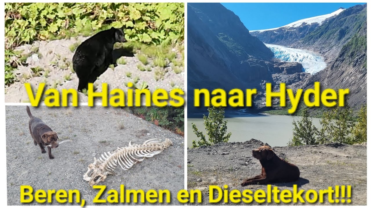 Van Haines naar Hyder, Beren, Zalmen en Dieseltekort!!!