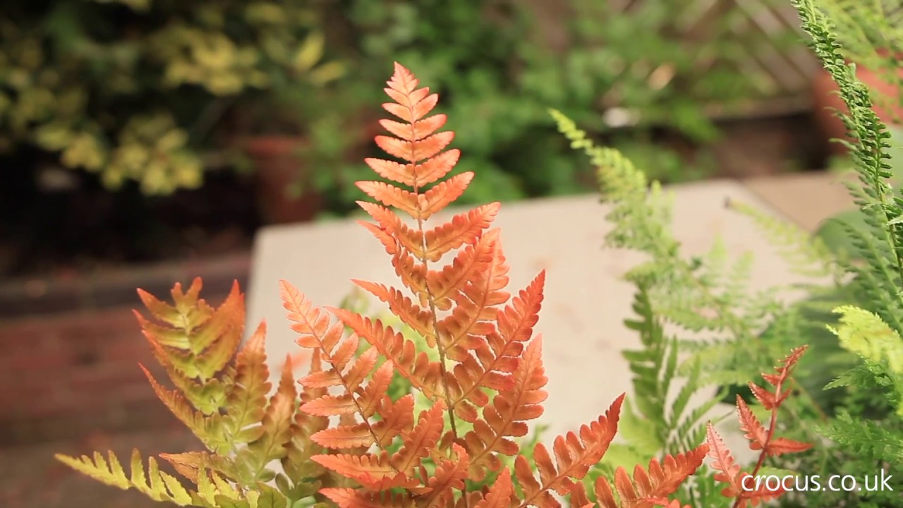 What to plant with ferns in a shady border