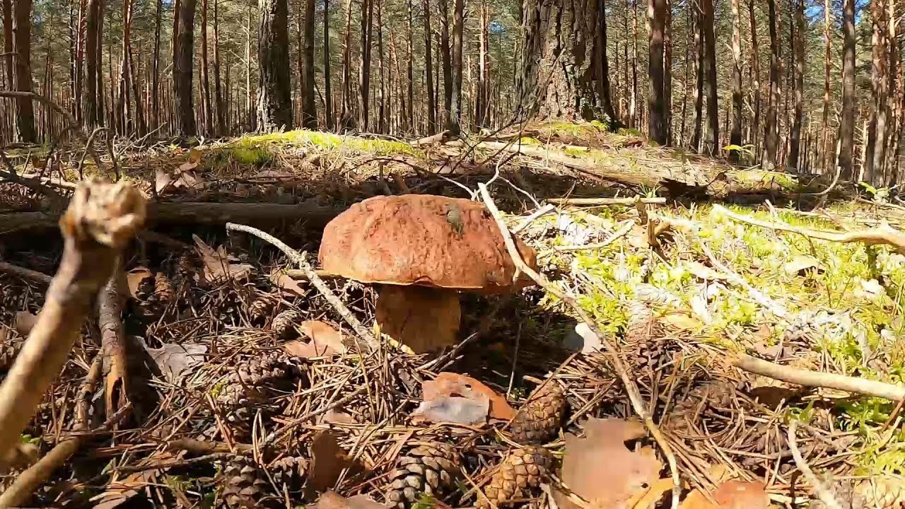 Cogemos los Primeros Boletus Pinicola 2025