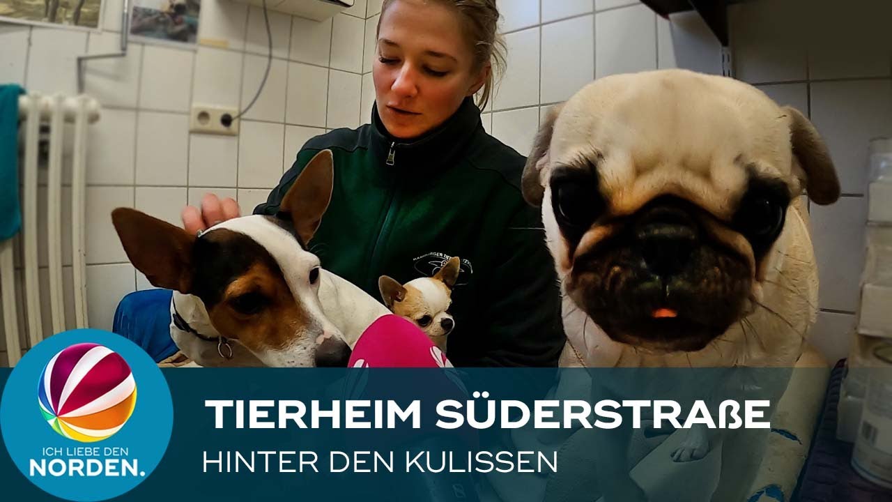 Zu Besuch im Tierheim Süderstraße