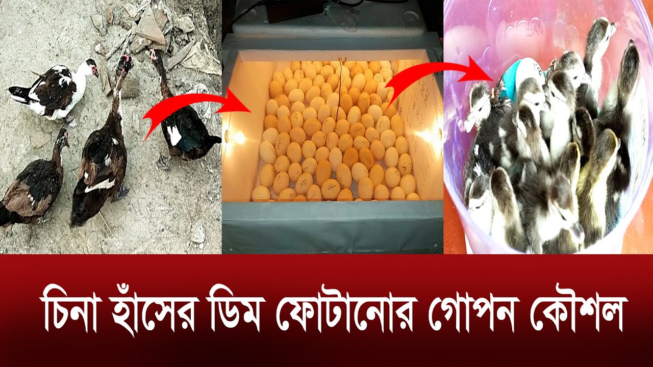 ইনকিউবেটরে চিনা হাঁসের ডিম ফোটাতে পারলেই সব ডিম ফোটাতে পারবেন ||জেনে নিন গোপন কৌশল || @mh.v