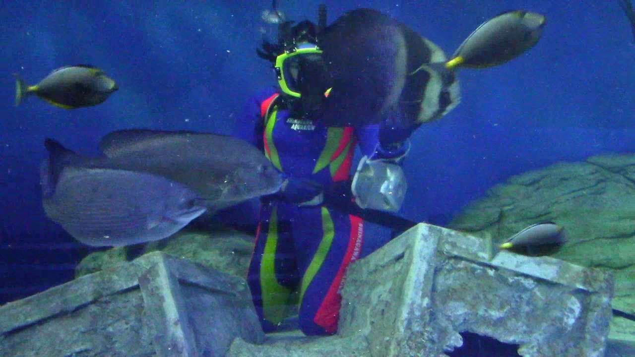 魚たちに給餌をするダイバーのお姉さん（しながわ水族館）