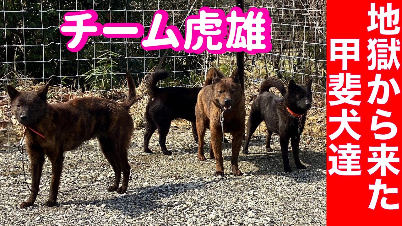 チーム寅さん結成‼️ 繁殖地獄から来た甲斐犬達