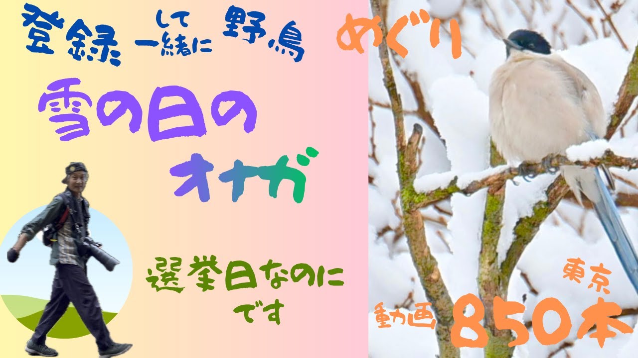 オナガ舞う　東京　雪の日　選挙の日