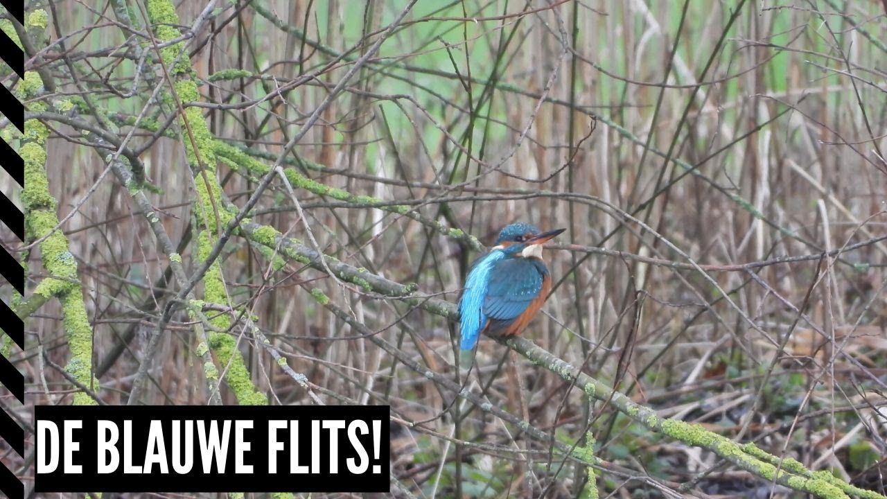 #142: Op zoek naar ijsvogels in De Schammer