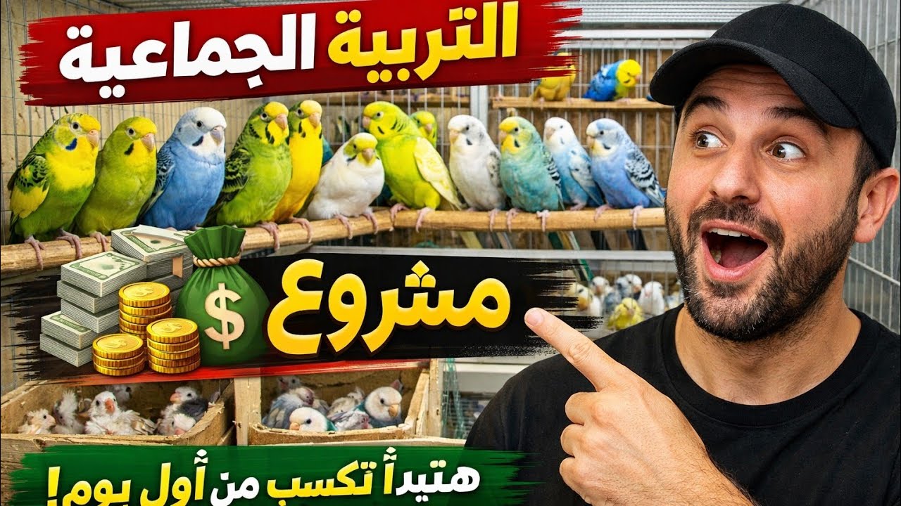 ‼️مشروع التربية الجماعية ‼️احسبها صح قبل ما تبدأ✔️✔️