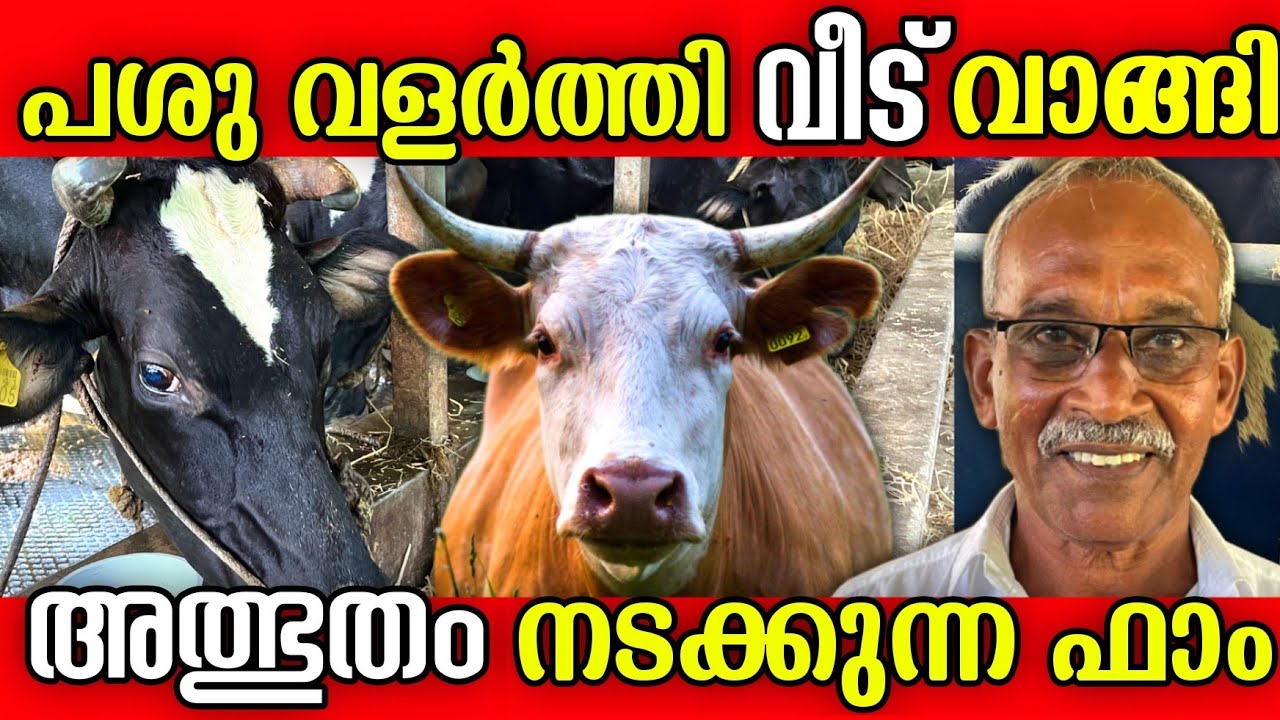 ജപ്തിയായ വീടിനെ രക്ഷിച്ചത് പശു ഫാം | Successful dairy farmer 