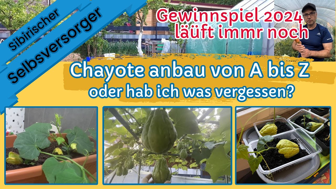 Chayoten Anbau in Deutschland von A bis Z. #chayote #xuxu #sibirischerselbstversorger