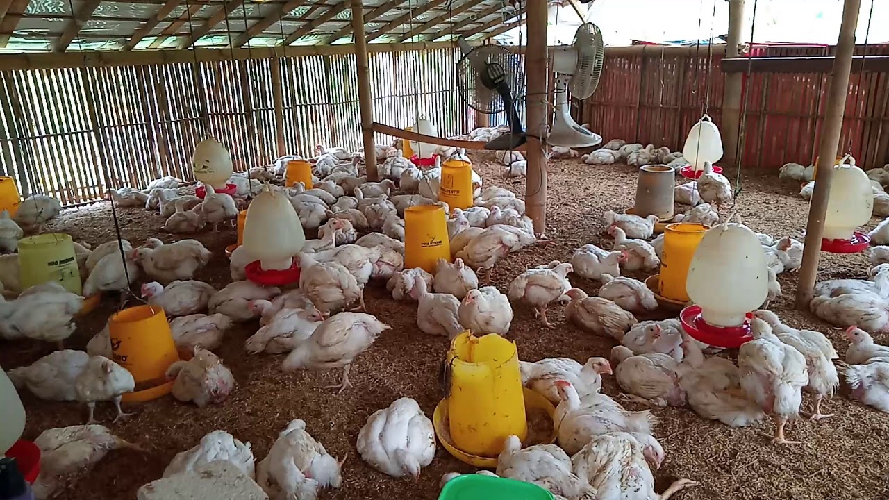 Ayam BROILER USIA 30 HARI #KANDANG-MANDIRI 1000 EKOR