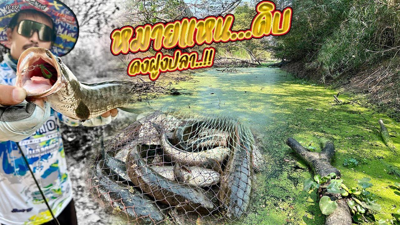 EP.132 ตกปลาช่อนหมายแหน..ดิบ ดงฝูงปลา กัดอย่างมันส์ กบยางไซย่า #fishing #โมฮ็อก #กบยางไซย่า #bpo