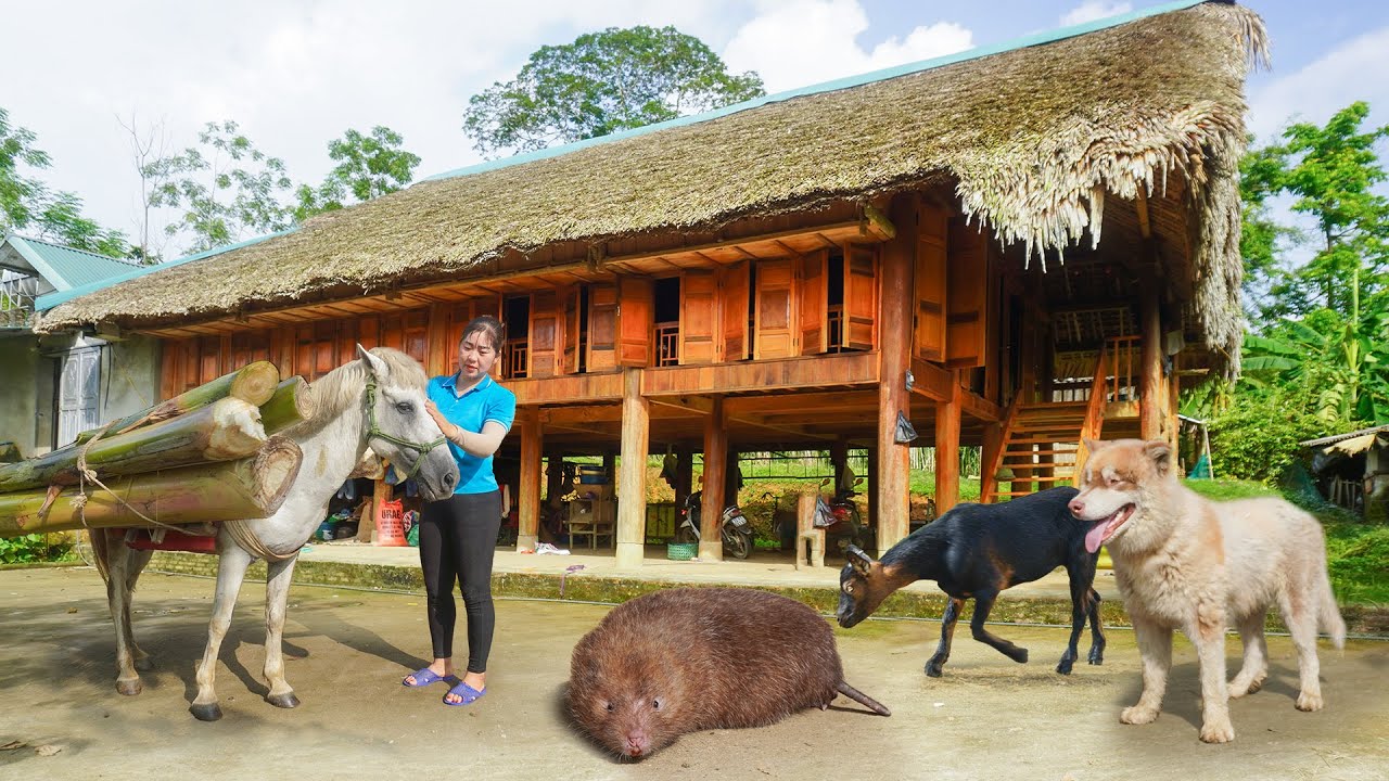 Use Horse To Transport Many Banana Trees To Sell For The Farmer to Feed Pigs - Ly Hieu Hieu