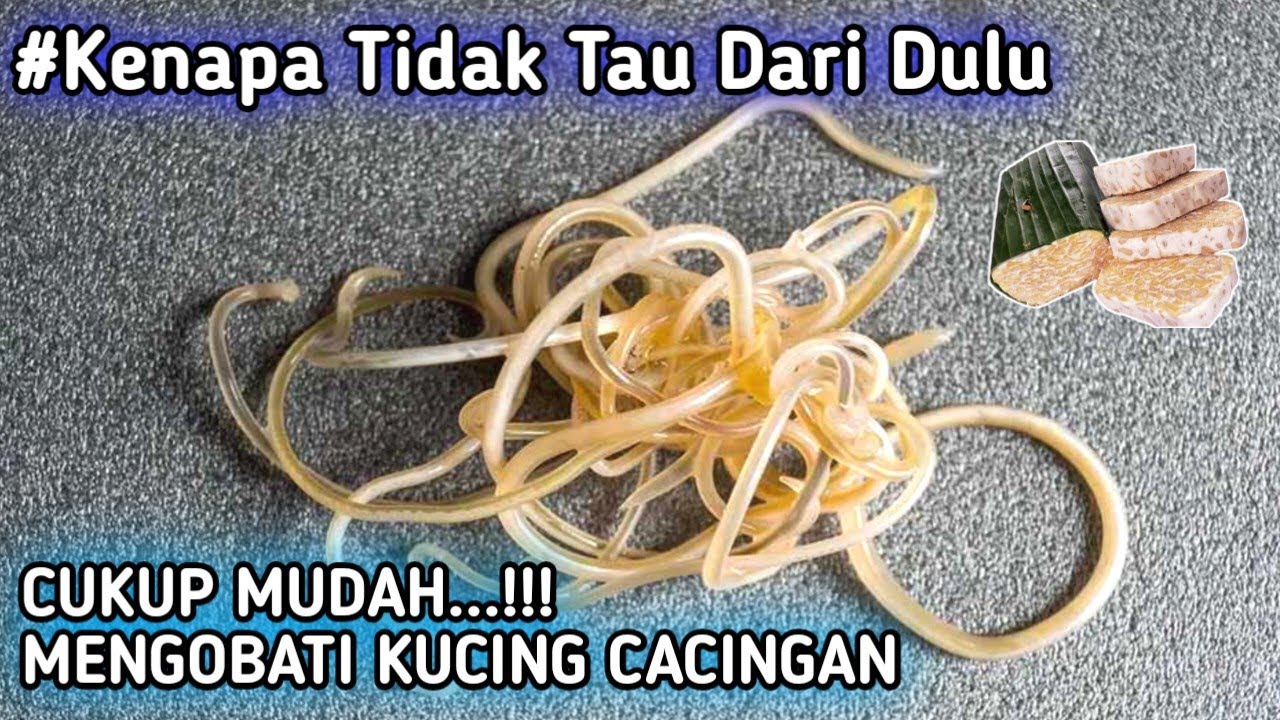 Cara Mudah Mengobati Kucing Cacingan..⁉️ Bahan Mudah, Cacing Bablas..!!