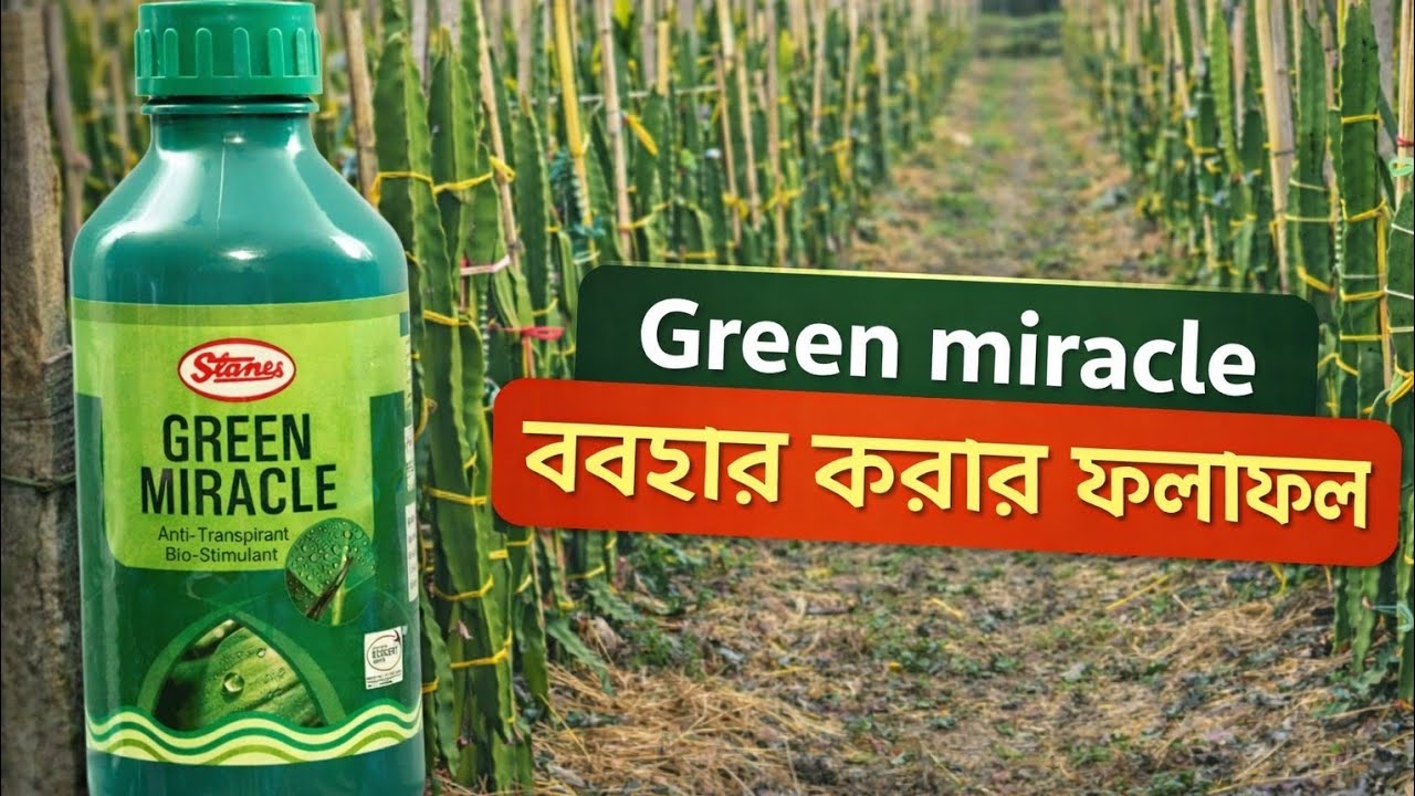 Green Miracle ব্যবহার করার ফলাফল | ড্রাগন ফ্রুট গাছে চোখে পড়ার মতো পরিবর্তন