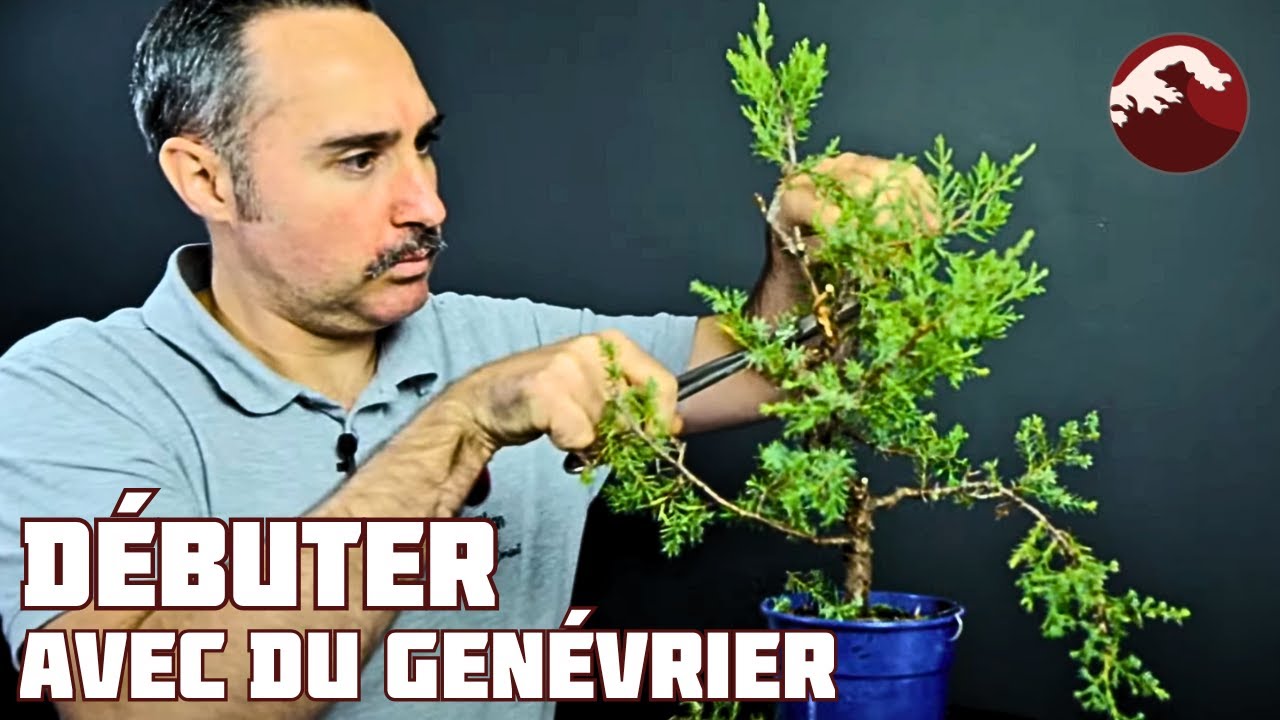 КИРИЛ ПРОДОЛЖАЕТ ОБУЧЕНИЕ В ПРАКТИКЕ БОНСАЙ 🌱 НЭДЖИКАН БОНСАЙ 🌱