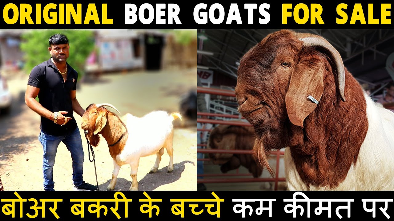 100% Pure Bloodline Boer Goats for Sale in India | Mahakali Goat Farm | Tejas Lengre