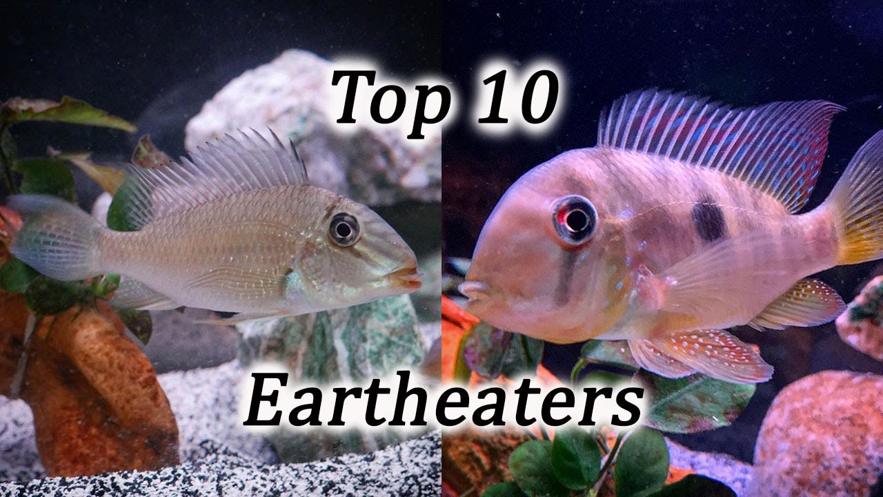 Top 10 Eartheater Species | Geophagus, Gymnogeophagus, Satanoperca