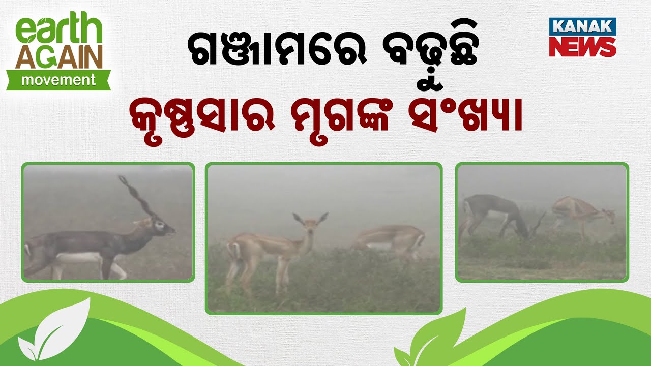 ଗଞ୍ଜାମରେ ବଢ଼ୁଛି କୃଷ୍ଣସାର ମୃଗଙ୍କ ସଂଖ୍ୟା | Punscha Pruthibi | Ganjam | Odisha | Kanak News