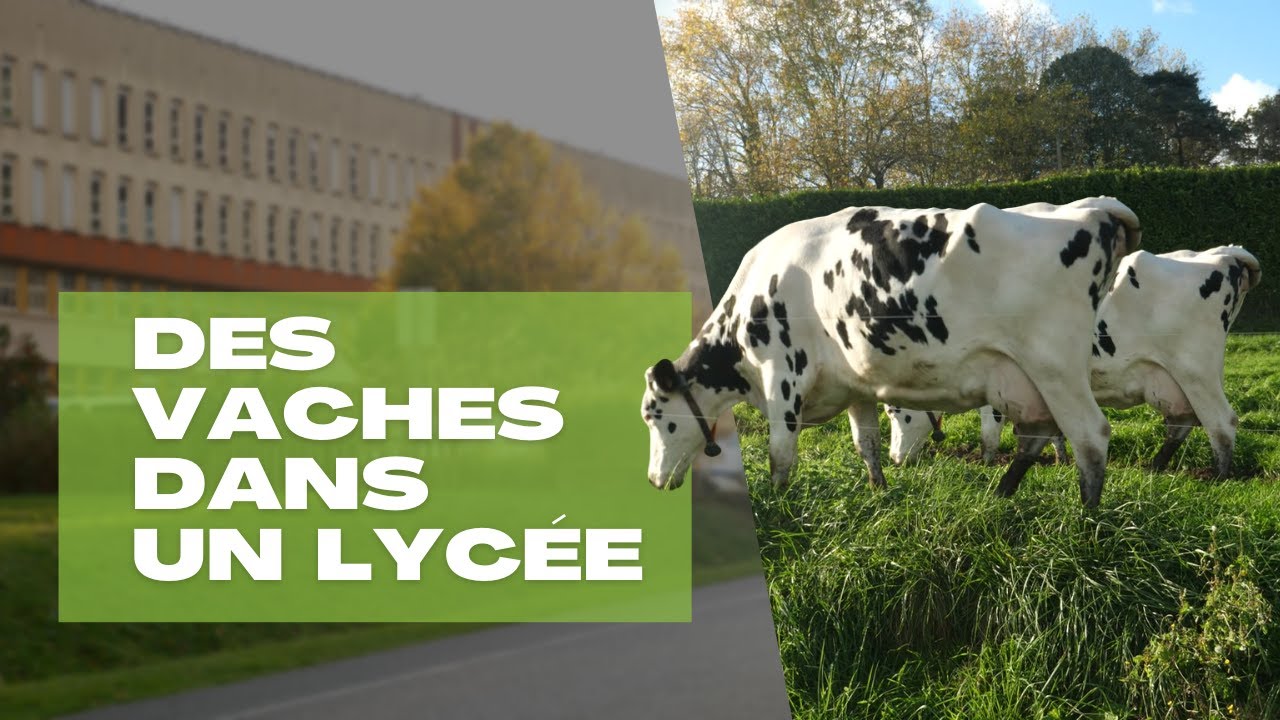 Des vaches dans un lycée!