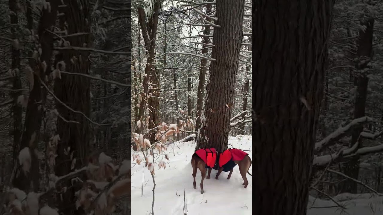 Ridgebacks December 2025 Part I
