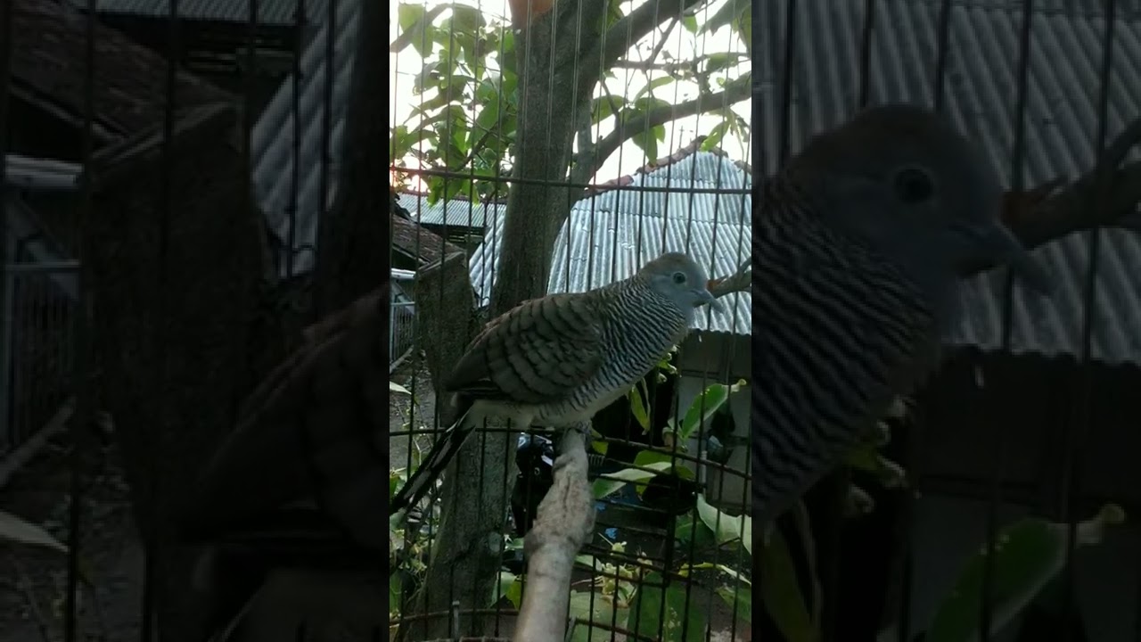 KEROT‼️PERKUTUT JANTAN #shorts #shortsfeed #shortvideo #kerot #perkututkerot #perkututjantan #kutut