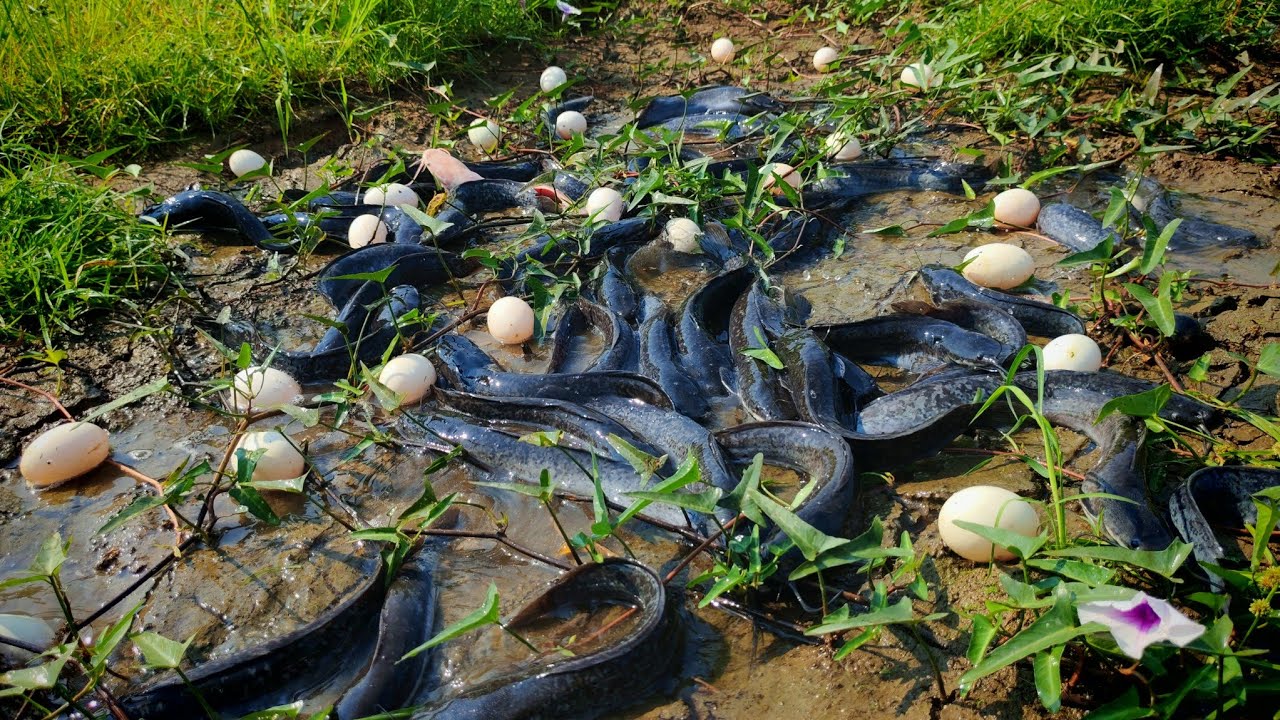 AMAZING SURVIVAL SKILLS: Catching Thousands of Catfish with Giant Eggs