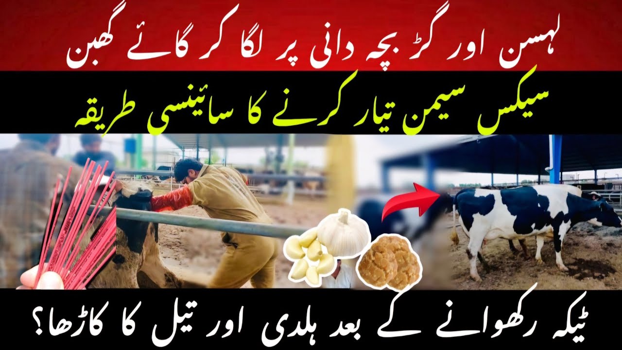 Insemination ka tareeqa II Criteria for heifer breeding II Dr. Muzzammil Hassan