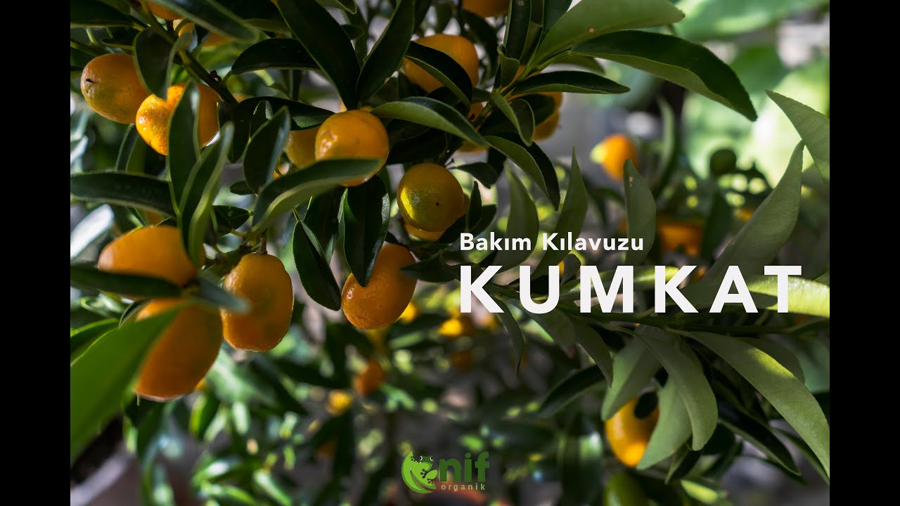 Kumkat bakımı ve budama detayları