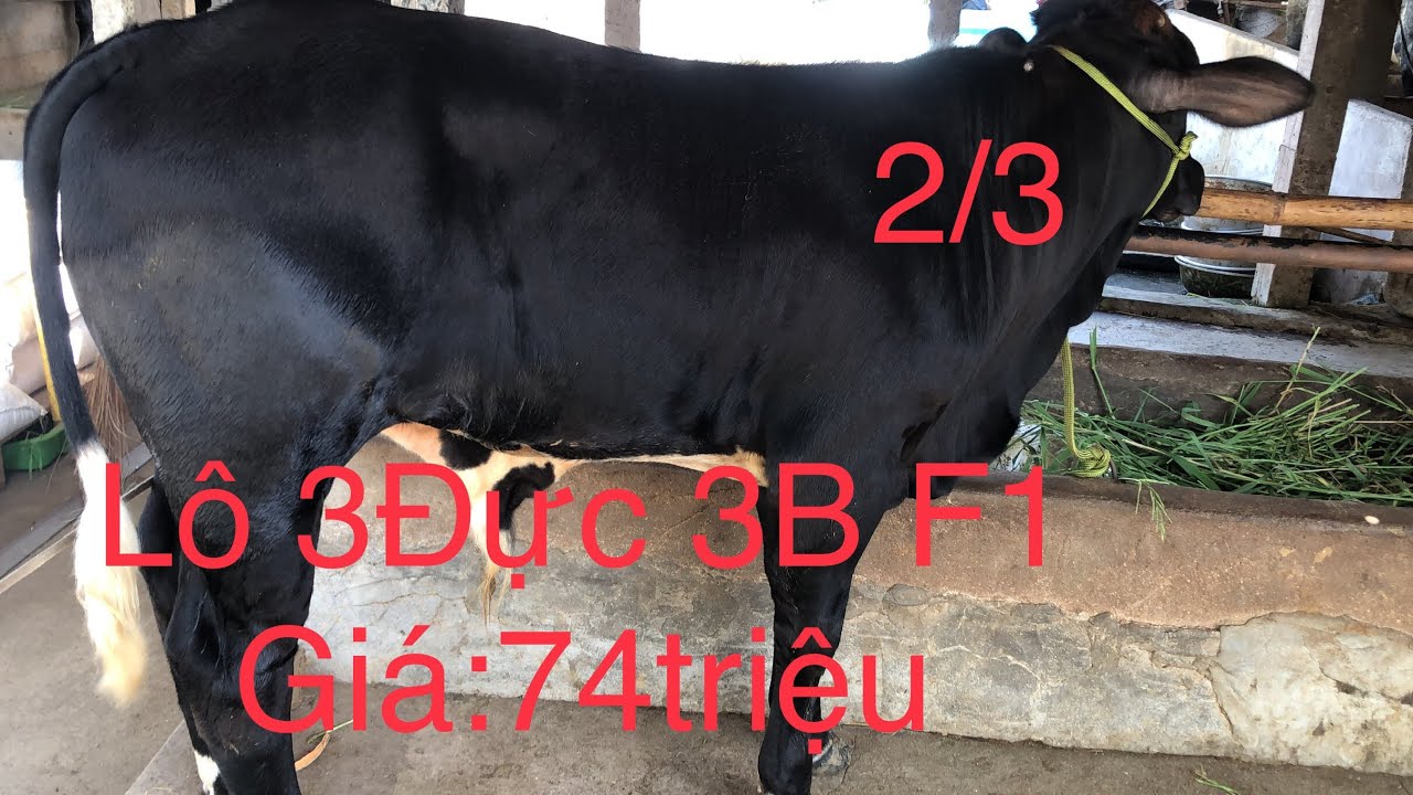 2/3, Trại Bò Văn Tuấn Ba Tri, Giá:74triệu/ Lô 3Đực 3B F1 hàng kiểu mẫu, Zalo_SĐT:0918204232.