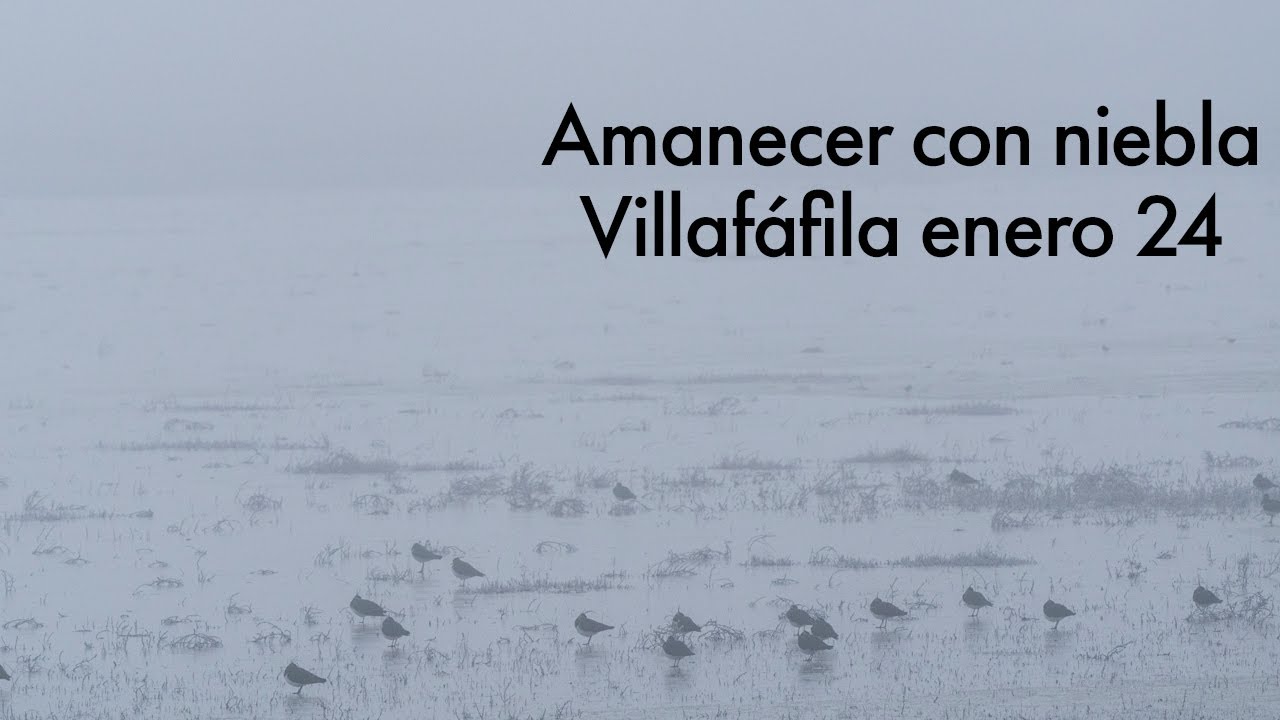 Amanecer con niebla. Aves de Villafáfila en enero de 2024.