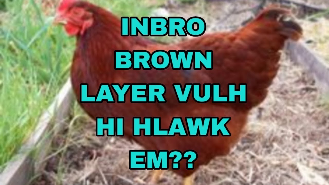 Indbro brown layer hi mizoramah ahlawk em?? || OPA FARM